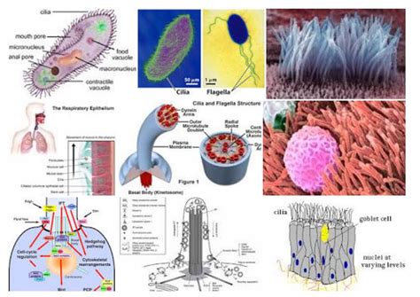 Ciliopathies lie behind many human diseases - Home Care Bay area | in ...