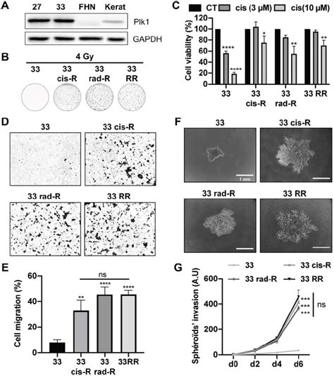 Characterization Of Cal33 Sensitive And Resistant Cell Lines A Plk1