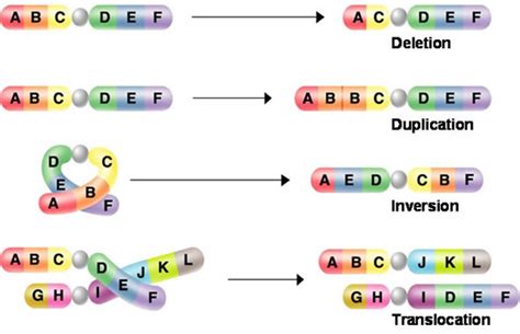 Chromosomal Mutations Mutations