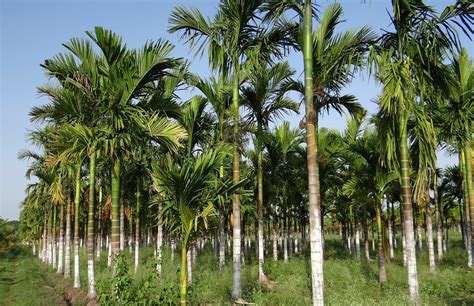 Cuidados completos e guia definitivo da palmeira Areca: interior ...