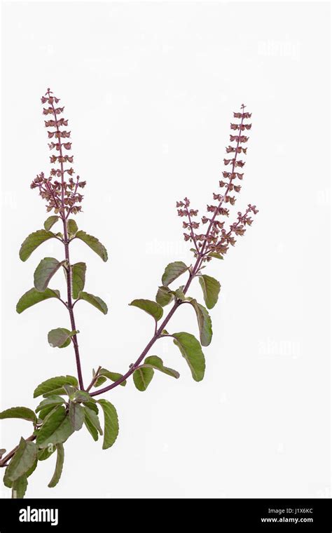 Tulsi Inflorescence Hi Res Stock Photography And Images Alamy