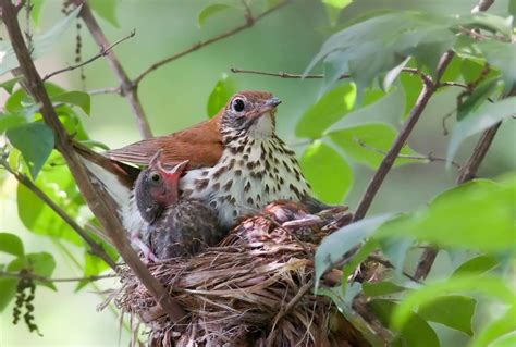 Wood Thrush | Audubon Field Guide