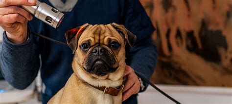 Hautkrankheiten beim Hund So schützt Du Deinen Liebling Das Gesunde Tier