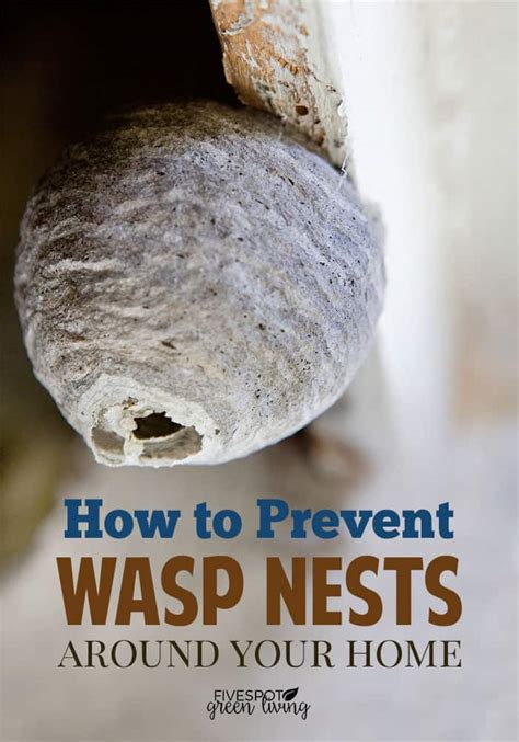 Get Rid Of Wasps Without Chemicals Five Spot Green Living