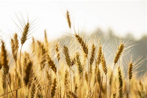 Gene Recombination Region Sizes Affect Crop Performance Of Rye Crop Biotech Update August 3