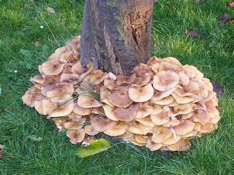 Images Gratuites Arbre Prairie Fleur Champignon Champignons