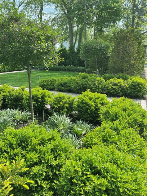 A Must Have Evergreen Shrub Sprinter Boxwood Hope And Hedges