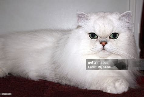 Pedigree Silver Persian Chinchilla Cat High Res Stock Photo Getty Images