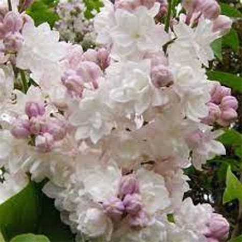 Syringa Vulgaris Krasavitsa Moskvy Syringa Lilac Etsy