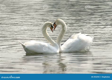 Loving Swans Stock Photo Image Of Marriage Symbol Valentines 293292