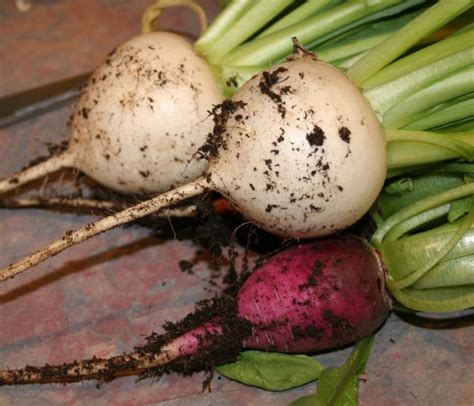 Turnips And Radishes Garden And Greenhouse