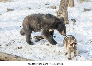 Categoría Gay cub de fotos e ilustraciones de stock 72 imágenes Shutterstock