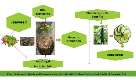 Effect Of Different Seaweed Extracts And Compost On Vegetative Growth