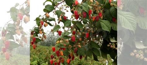 Саженцы малины купить в Туле | Товары для дома и дачи | Авито