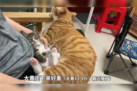 拥有两只超黏人的猫咪，是件多么幸福的事情猫咪事情