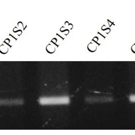 Results Of Pcr By Using Dna Of Potato Cv Ipb Cp1 As Template A Pcr Download Scientific