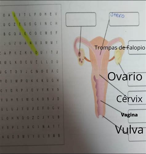 Ayudaaaaa Necesito Encontrar Las Partes Del Aparato Reproductor Femenino En La Sopa De Letras