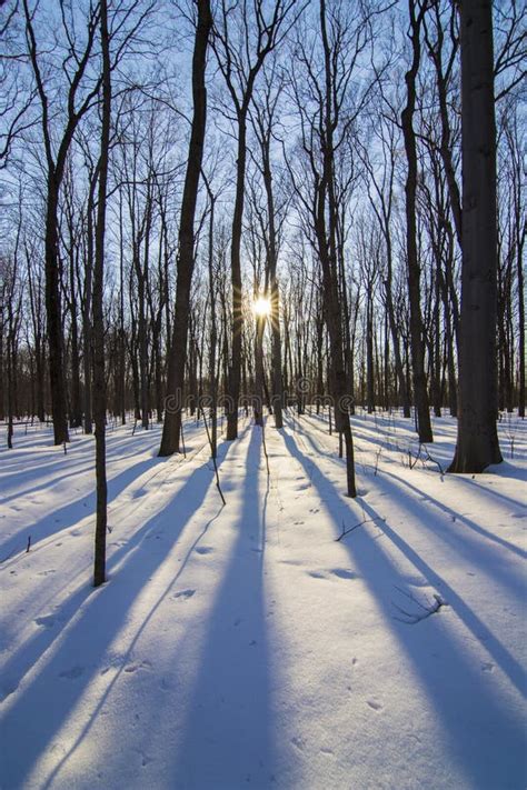 Winter Sugar Maple Forest Stock Photo Image Of Wood 39539958