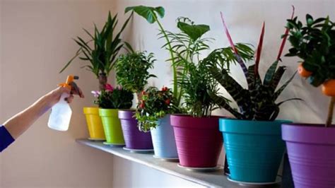 Aprende A Cuidar A Tus Plantas Plantasyjardines Es