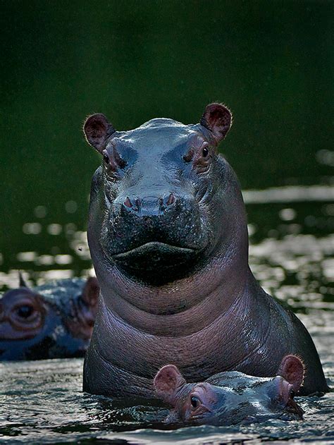 Attitudinal Hippo Sean Crane Photography