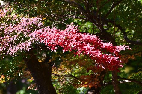 Choju Ji Kamakura Kanagawa Japan Patryk Antkiewicz Flickr