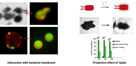 生科院生物物理所周如鸿教授、华跃进教授和田兵教授在jnb合作发文揭示纳米塑料与细菌相互作用机制