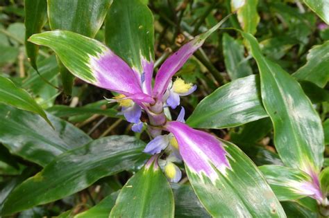 African Plants A Photo Guide Coleotrype Madagascarica C B Clarke