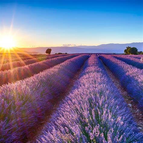 Lavender Fields - Antwerp Luxury Candle Supplies