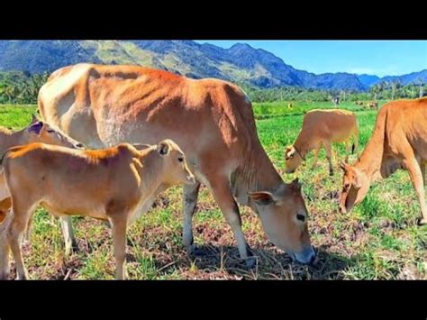 Sapi Lembu Lucu Dan Anaknya Berkeliaran Makan Rumput Hijau Di Sawah