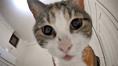 Cat Sees A Rotating Camera For The First Time And Gets Confused YouTube