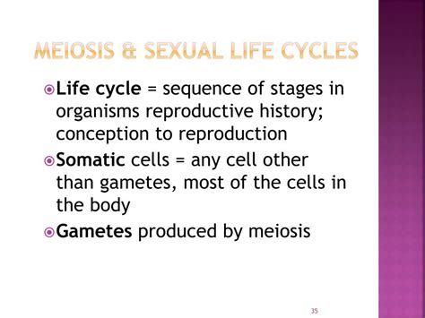 Ppt Meiosis Powerpoint Presentation Free Download Id2084280