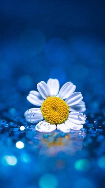 Blue Daisy Flower Wallpaper