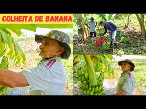 Colheita de Banana no Sítio Muita Fartura Tudo Produzindo Muita Bençãos