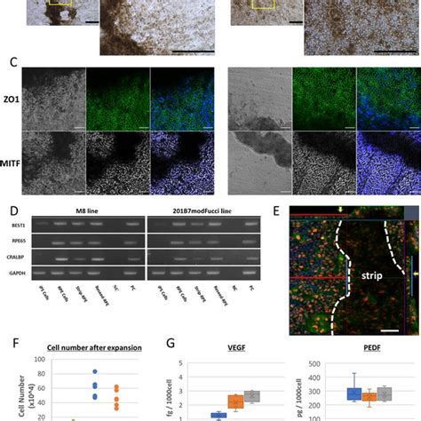 Reproducibility Of Hipsc Rpe Strip Formation Using Different Hipsc