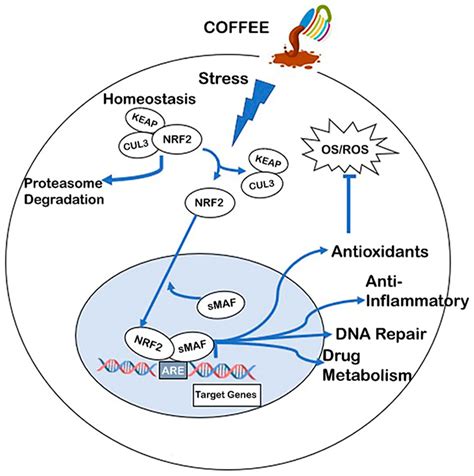 Health Benefits of Coffee Consumption for Cancer and Other Diseases and