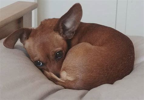 All About The Fun Size Chiweenie Chihuahua Dachshund Mix