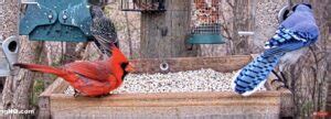 Proven Ways To Attract Cardinals To Feeders Bird Watching Hq