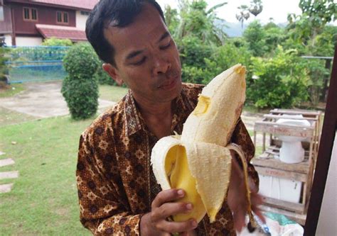 The Largest Banana In The World Musa Ingens Giant Highland Banana