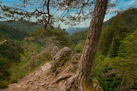 Forest and Waterfalls in the Black Forest Stock Image - Image of ...