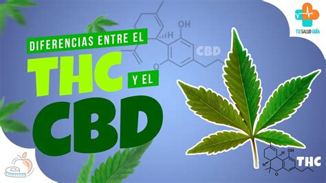 Diferencias Entre Thc Y Cbd Directorio M Dico Tu Salud Gu A