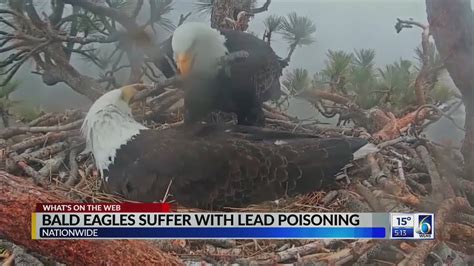 Bald Eagles Suffer With Lead Poisoning Youtube