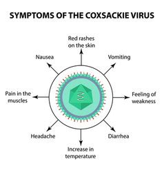 Types of enterovirus coxsackie virus a b polio Vector Image