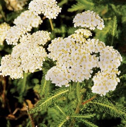 Yarrow