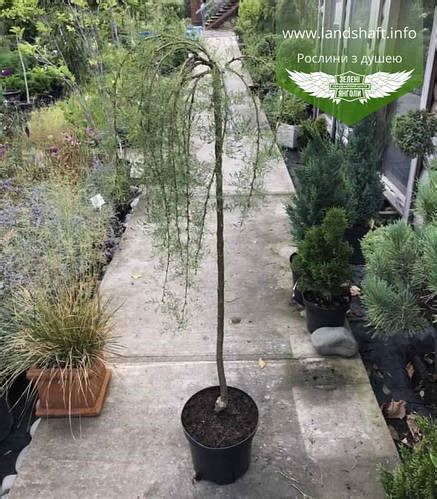 Купити Caragana arborescens Pendula Stam Карагана дерев яниста