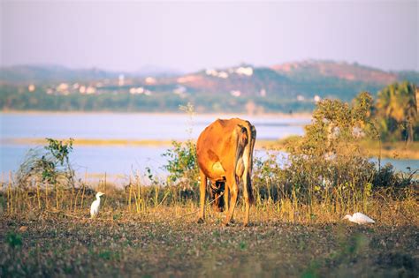 Cow Cattle Farm Free Photo On Pixabay Pixabay