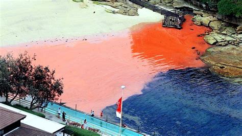 What is Red Tide? – "OCEAN TREASURES" Memorial Library