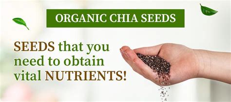 Chia Seeds: The Nutrition Source Facts – Organic Gyaan