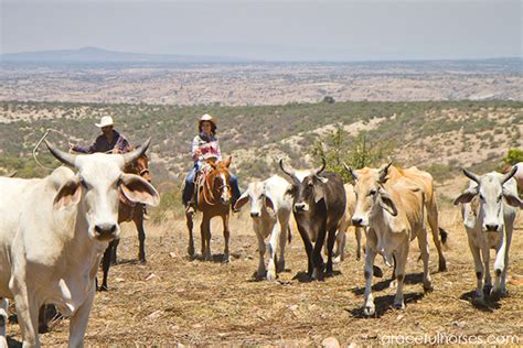 Rancho Xotolar Take A Photo Tour Of This Authentic Mexican Ranch