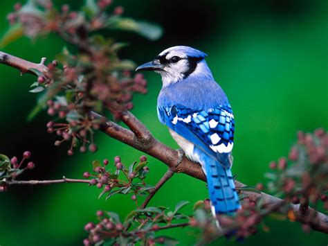 Nature Info: most beautiful birds ..........