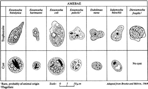 Entamoeba Coli Morphology